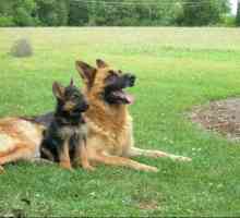 Njemački pastiri: koliko pasa živi u ovoj pasmini? Čimbenici koji utječu na očekivano trajanje…