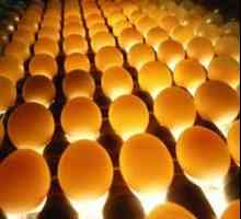 Ovoskopirovanie kokošja jaja. Ovoskopija kokošjih jaja po danima