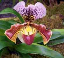 Pazin: kućna njega, fotografija. Cipela orhideja Venera