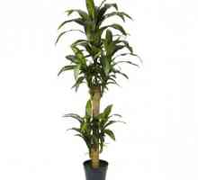 Palma yucca: uzgoj i njegu. Značajke skrbi za palme yucca
