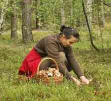 Podsjetnik na berače gljiva: pravila šumskog trekkinga, berbe i kuhanja