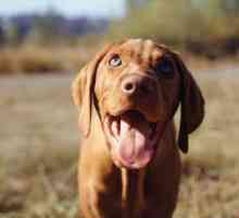 Papiloma kod pasa: vrsta, liječenje