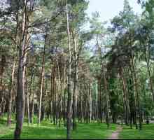 Park `Pines `- bajka s borovim divovima na Moskovskoj Ring Road