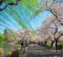 Ueno Park, Tokyo: kako doći do hotela, fotografije, opis