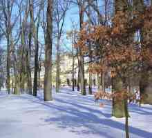 Parkovi Sankt Peterburg: gdje hodati zimi s djetetom i sa psom