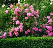 Park ruže: fotografija s imenima, sadnja i njegu