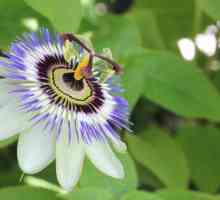 Passion Flower Blue: Uzgoj i njegu