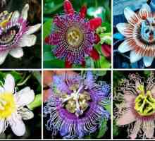 Jestivo Passiflora: značajke uzgoja i fotografije
