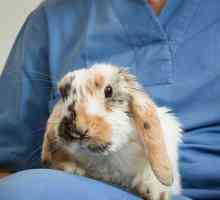 Pasteureloza zečeva (hemoragijska septikemija): putovi infekcije, simptomi, liječenje, prevencija