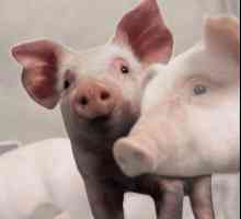 Pasteureloza svinja: simptomi, liječenje i cijepljenje