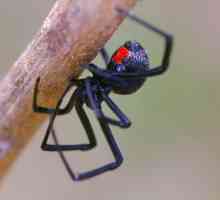 Spider crna udovica - opis, značajke i zanimljive činjenice
