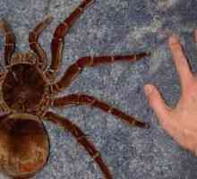 Spider-tarantula: održavanje i njegu (fotografija)
