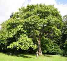 Pavlonia (drvo): opis, briga, uzgoj, zalijevanje i recenzije