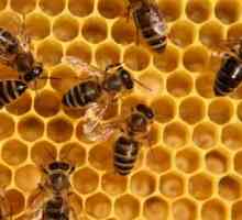 Beespine: ljekovita svojstva i kontraindikacije. Što se odnosi na pčelinji pelud: recenzije nakon…