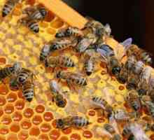 Pčelarstvo za početnike: gdje početi? Metode pčelarstva