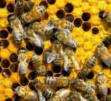 Pčelarstvo kao posao: akcijski plan i faze organiziranja