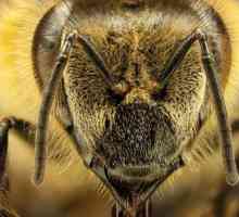 Pčele: pasmine pčela, opis, karakteristike, pčelarski proizvodi