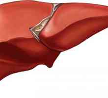 Ljudska jetra: lokacija, funkcija i struktura