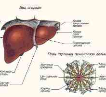 Hepatska lobula: struktura i funkcija
