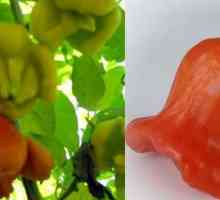 Pepper `bell`: opis sorte, fotografija i savjeta za uzgoj