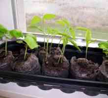 Pepper: sadnja na sadnice, priprema sjemena, njegu