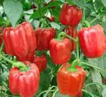 Slatki papar: uzgoj i njegu od sjemena do voća