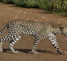 Переднеазиатский леопард. Исчезающий вид. Описание