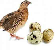 Tučnjave jaja na prazan želudac: koristi i štetu