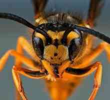 Hymenoptera: opis, vrsta, glavni predstavnici i struktura