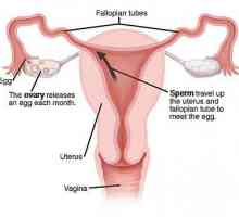Spajanje cijevi u žena: posljedice. Što bi moglo biti posljedice cjevovoda?