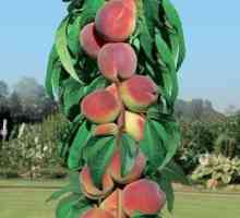 Peach Colon: opis sorti, osobitosti uzgoja