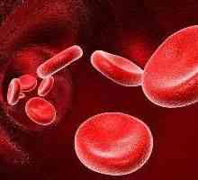 Prva negativna krvna skupina: njegove karakteristike i utjecaj na trudnoću.