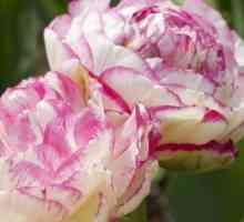 Pionasti tulipani: luksuz u vašem cvjetnom postelju