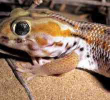 Squeaky gecko: zanimljive činjenice i fotografije
