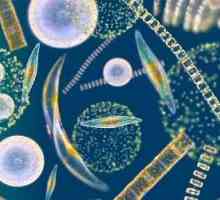 Plankton je nešto svjetlo koje slobodno lebdi u vodi?