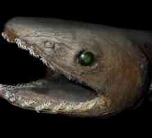 Plucked morski pas je preživjeli fosil