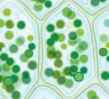 Plasmoliza je osmotski fenomen u citoplazmi stanice. Plasmoliza i deplasmoliza