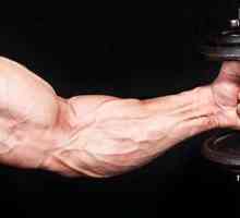 Bronhijalni mišić: trening. Kako pumpati?
