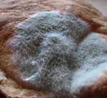 Plijesan na kruhu (fotografija). Kako ga uzgajati kod kuće?