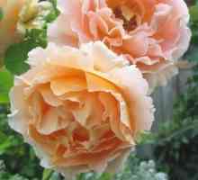 Smeđa ruža Polka: fotografija, opis, sadnja i njegu