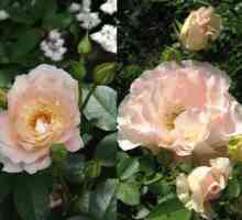 Scrofula Rose `Rococo`: opis sorte, fotografije, recenzije