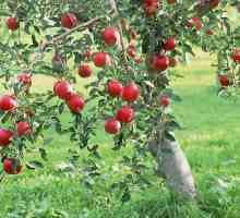 Appleovo voće - najčešći plod