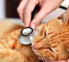 Pneumonija u mačiću: simptomi i liječenje