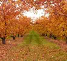 Obrišite stabla jabuka u jesenji vapno
