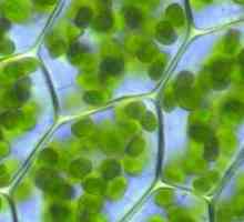Zašto je stanica nazvana stanica: uzroci i druga aktualna pitanja citologije