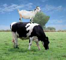 Почему корова гадит лепешкой, а коза горошком? Вопрос смешной, а ответ серьезный!