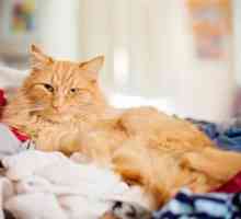 Zašto se mačka spušta na krevet: razloge i potragu za rješenjima. Kako podići mačku
