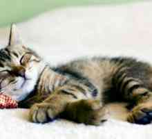 Zašto mačke puno spavaju? Zašto mačka jesti loše i spavati puno?