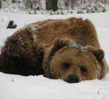 Zašto medvjed sisati šapu i spavati zimi?