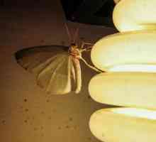 Zašto moljac leti na svjetlo? Što je razmišljanje prirode?